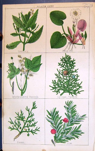 Old savin yew - old,